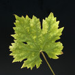 Weinblatt; Weisser Wein; Herbst