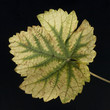 Weinblatt; Weisser Wein; Herbst