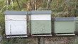 Swarm bees in beehive Swarm bees in beehive
