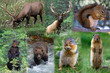 Fauna del Canada collage