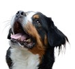 Berner Sennenhunbd Freisteller
