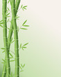 bamboo