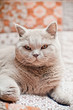 Lilac British Cat