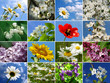 Foto: flowers collage flowers collage