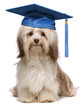 Photo en ligne au meilleur prix Graduation havanese dog wit blue cap