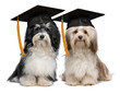 Two eminent graduation havanese dog wit cap