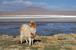 lama