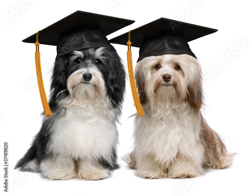 Photo: Two eminent graduation havanese dog wit cap Two eminent graduation havanese dog wit cap