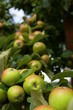 Apfelbaum