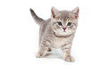 Photo: British kitten on white background British kitten on white background