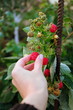 hand picking raspberry hand picking raspberry