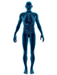 Illustration: Human Body & Organs Blue Human Body & Organs Blue
