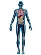 Human Body Organs