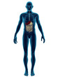 Illustration: Digestive System Cross Section Digestive System Cross Section