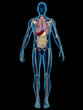 Internal Organs