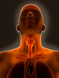 Throat Pain