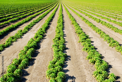 Photo: Green field in Northern California Green field in Northern California