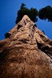 Photo: detail of big tree sequoia cortex detail of big tree sequoia cortex