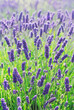 Photo: Lavender Flowers Blooming in a Field Lavender Flowers Blooming in a Field