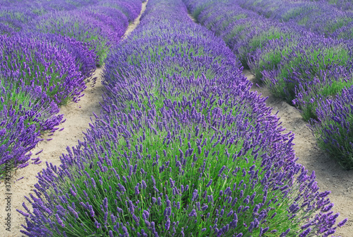 Photo: Rows of Lavender Plants in a Field Rows of Lavender Plants in a Field