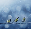 three titmouse birds in winter