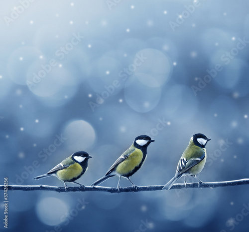 Photo: three titmouse birds in winter three titmouse birds in winter