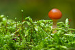 A mushroom surrounded by moss