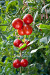 Growing ripe Tomatoes Growing ripe Tomatoes