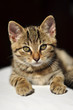 Lovely tabby kitten looking directly into the camera