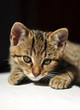 Cute tabby kitten