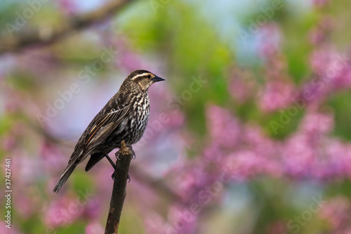 Photo: redwing blackbird in pastel heaven redwing blackbird in pastel heaven