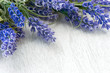 Lavender flowers over white