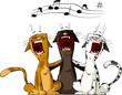 Three cat