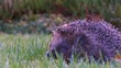 Igel