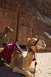 Camels waiting for a transport Camels waiting for a transport