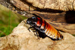 madagascar hissing cockroach