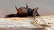 Video: Wet fruit bat on a log Wet fruit bat on a log