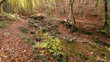 Autumn wood about a quiet stream. A landscape.