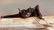 Video: Wet Fruit Bat on a log Wet Fruit Bat on a log