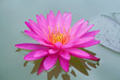 Closeup of Pink Lotus Closeup of Pink Lotus