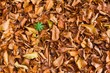 dry autumn leaves background dry autumn leaves background