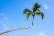 Photo: Palm tree in blue sky Palm tree in blue sky