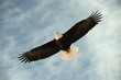 Bald eagle in flight awaiting fish feeding