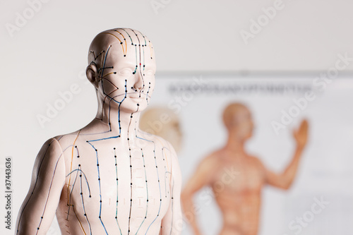 Photo: acupuncture model acupuncture model