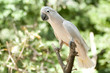 cockatoo in the park