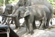 Asian Elephant