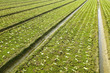 farm field
