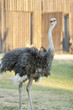 Ostrich