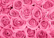 Photo: Pink roses Pink roses