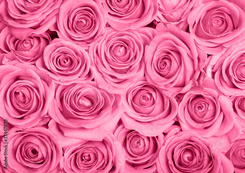 Photo: Pink roses Pink roses
